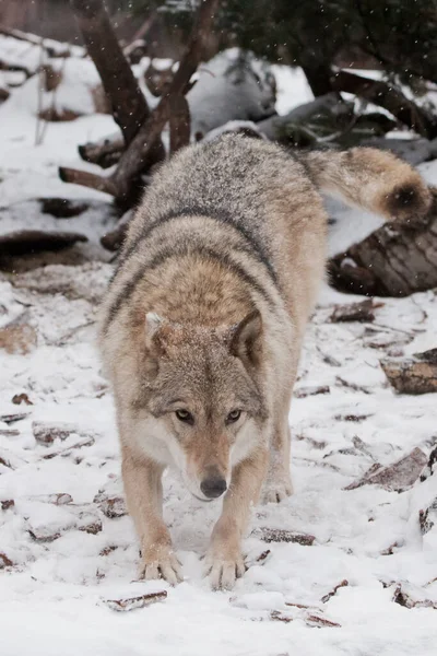 愉快的问候灰狼女在雪地里 美丽强壮的动物在冬天 — 图库照片