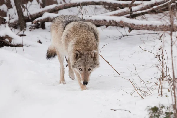 危険な獣狩りは獲物を狩る 雪の中の灰色のオオカミの女性 冬の美しい強い動物 — ストック写真