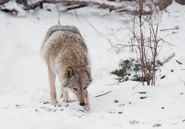 Dangerous beast hunting sniffs prey. Gray wolf female in the snow, beautiful strong animal in winter.