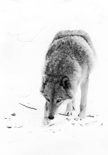 Noir she-wolf. Dangerous beast hunting sniffs prey. Gray wolf female in the snow, beautiful strong animal in winter. black and white minimalistic.