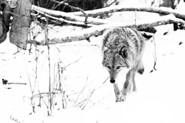 Soğuk Orman Canavar Avını Kokluyor Karda Dişi Bir Kurt Kışın — Stok fotoğraf