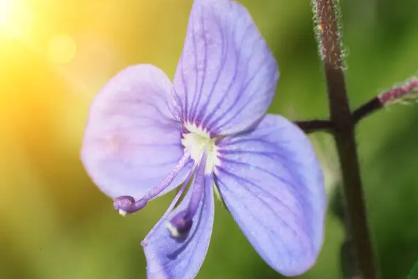 Super macro, beautiful blue flower Stock Image