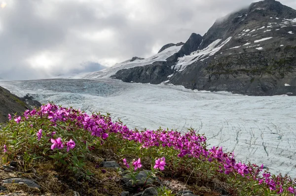 Glaciar Worthington, Alaska — Foto de Stock