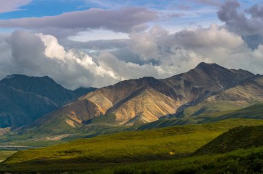 Hierve el Agua 'daki yalnız ağaç, Oaxaca, Meksika