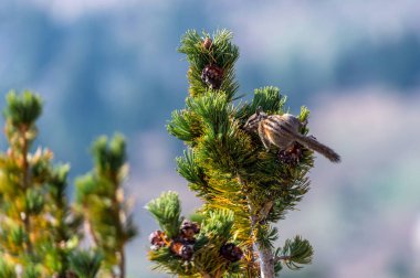Hierve el Agua 'daki yalnız ağaç, Oaxaca, Meksika