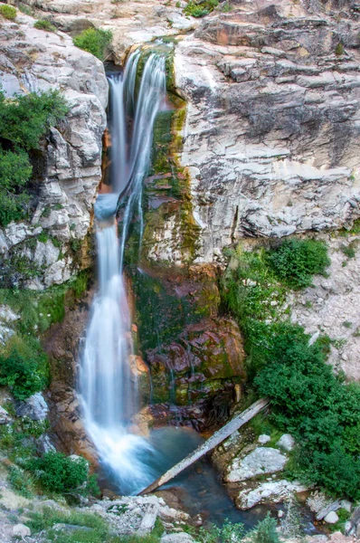 Hierve el Agua 'daki yalnız ağaç, Oaxaca, Meksika
