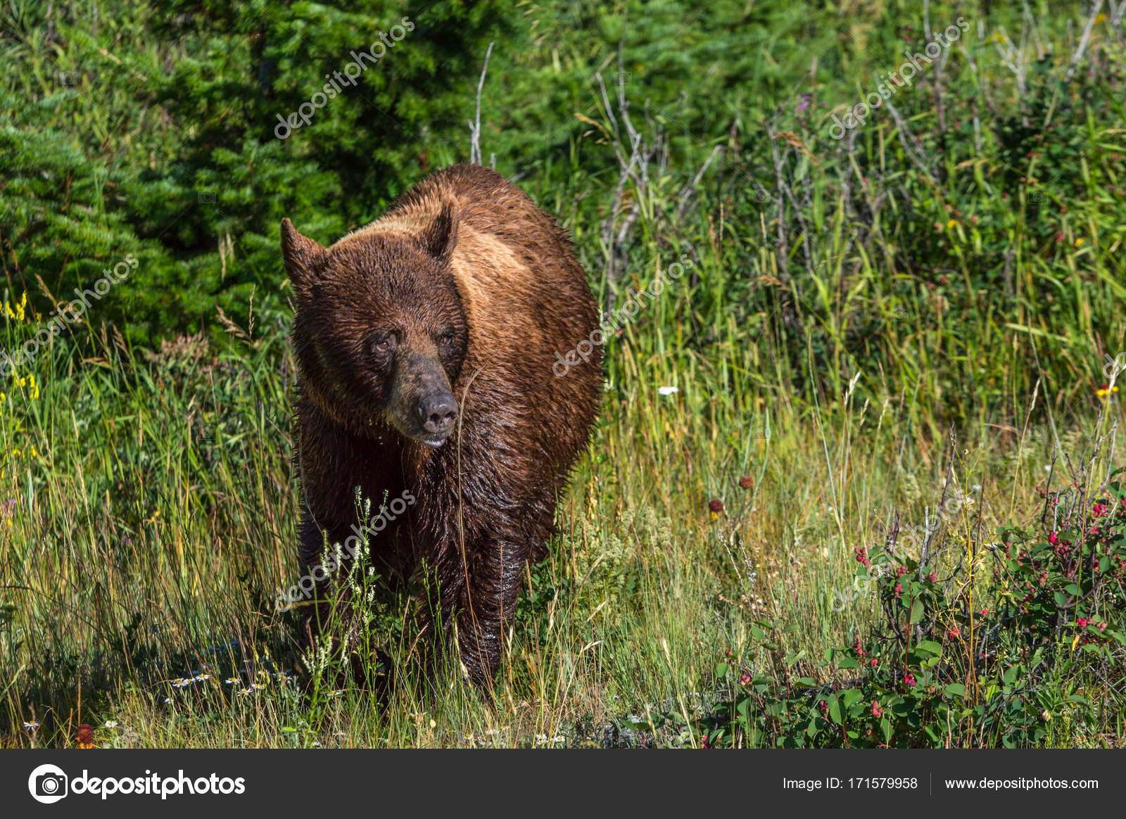 Grizzly bear walking around the meadow in Waterton national park