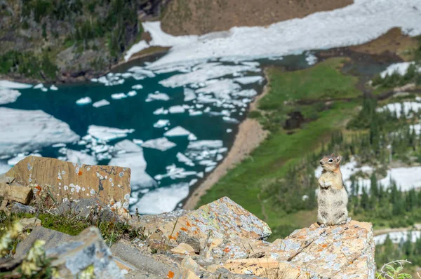 재미 있은 귀여운 다람쥐 빙산 호수 위에 음식을 기다리는 — 스톡 사진