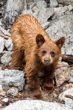 Yosemite Milli Parkı California yavru ayı