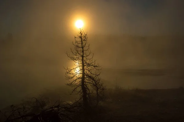 Einsamer Baum Rauch Heißer Quellen Mit Einer Sonne Der Spitze — Stockfoto