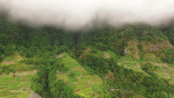 Terasovitá pole na Madeiře pod mraky na podzim, letecký pohled na Portugalsko — Stock video