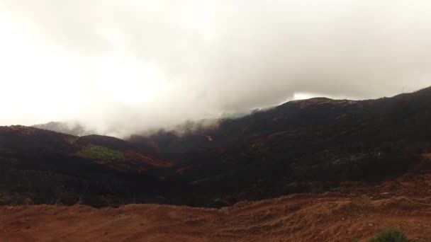 Горящий лес после пожара Мадейра, Португалия — стоковое видео