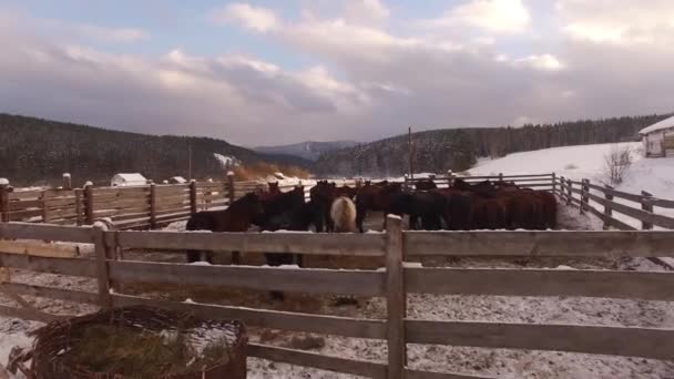 Besättningen av hästar i Hagen på vintern. Antenn — Stockvideo