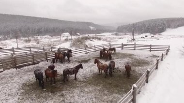 Padok kışın ortasında at sürüsü. Hava