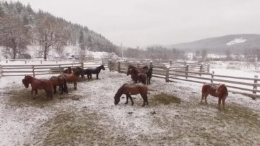 Rusya corral, hava karda atları görüntülemek