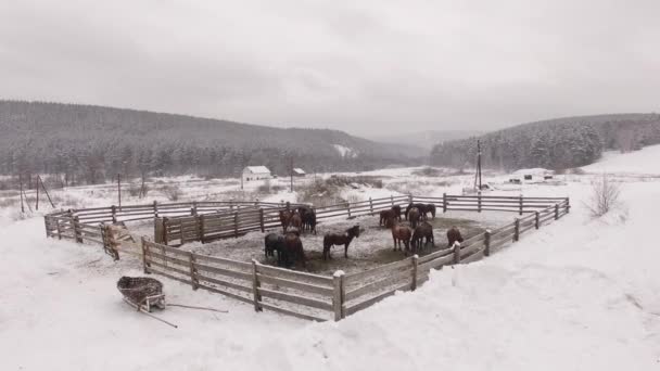 Αγέλη των αλόγων στο paddock το χειμώνα. Εναέρια — Αρχείο Βίντεο