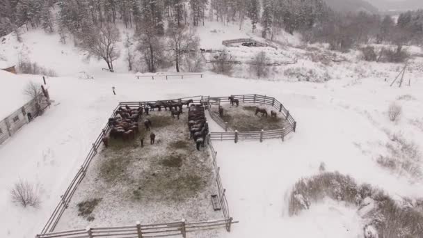 Стадо лошадей в загоне зимой. Воздушный — стоковое видео