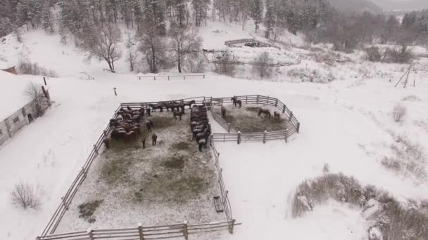 Manada de cavalos na doca no inverno. Aviação — Vídeo de Stock