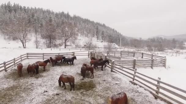 Kudde van paarden in de paddock in de winter. Luchtfoto — Stockvideo