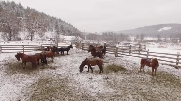 Paarden in de sneeuw in een corral, vanuit de lucht bekijken Rusland — Stockvideo