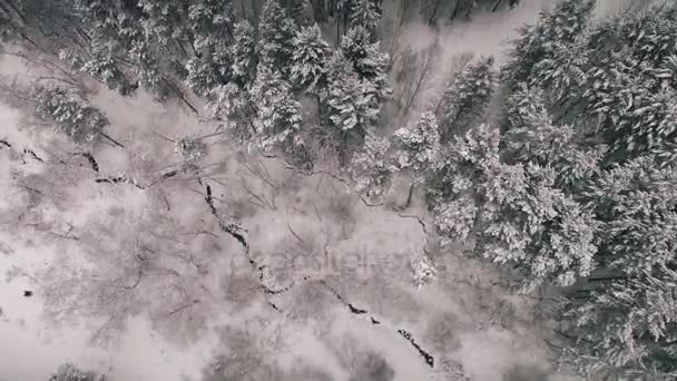 4K. Voo acima da floresta de inverno no norte, vista aérea superior. Rússia — Vídeo de Stock