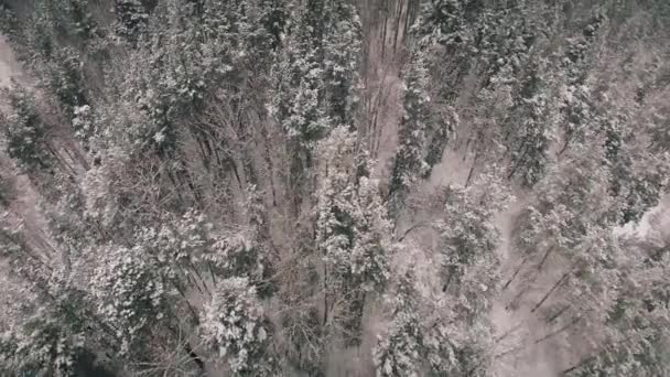 4 k. lotu powyżej Zima Las na północnej, powietrzne widok z góry. Rosja — Wideo stockowe