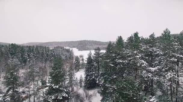 4K. Flight above winter forest on the north, aerial top view. Russia — Stock Video