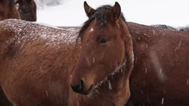 At sürüsü soğuk kış çiftlikte, kar altında