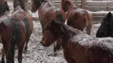At sürüsü soğuk kış çiftlikte, kar altında