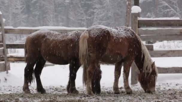 Dois cavalos sob neve na fazenda no inverno frio — Vídeo de Stock
