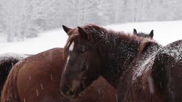 Kudde paarden onder de sneeuw op de boerderij bij koude winter — Stockvideo