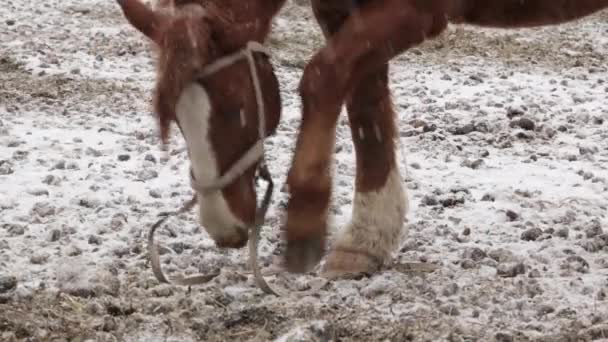 Häst under snö på gården vid kall vinter — Stockvideo