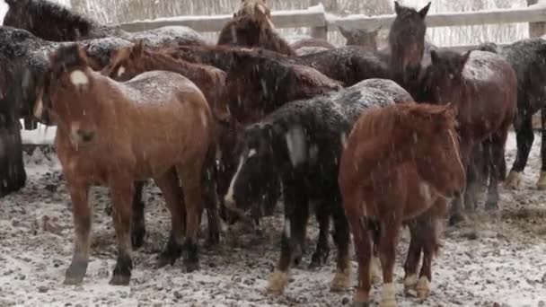 Kudde paarden onder de sneeuw op de boerderij bij koude winter — Stockvideo