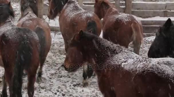 Manada de caballos bajo la nieve en la granja en invierno frío — Vídeo de stock
