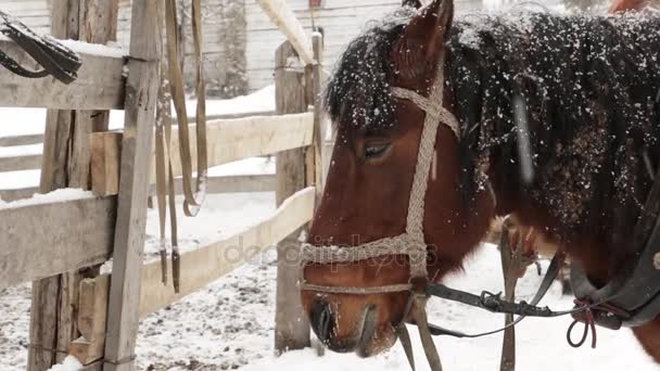 Paard bruin gezicht onder de sneeuw op de boerderij-close-up-opwaarts — Stockvideo