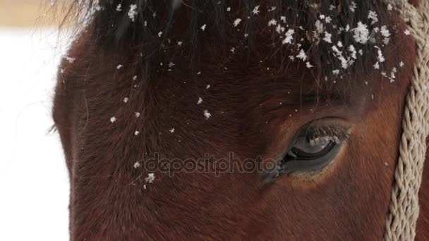 Paard bruin gezicht onder de sneeuw - close-up — Stockvideo