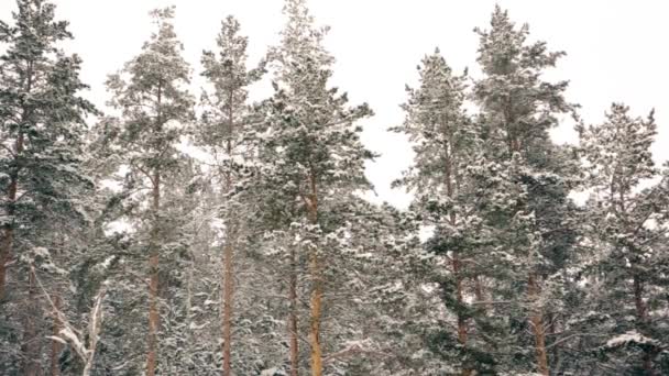 Las sosnowy pod śniegiem w zimie — Wideo stockowe