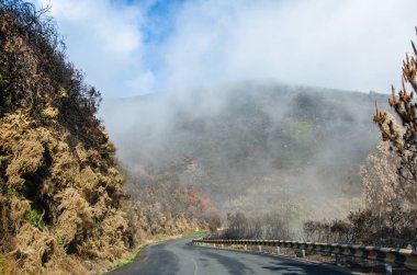 Dünya Mirası ormanlar son derece ateş tarafından 2016 yılında yok Madeira