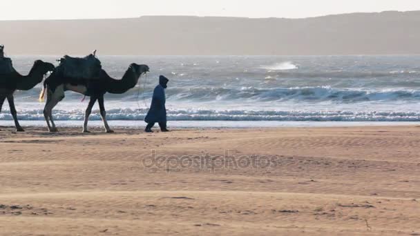 Caravana de camelo no oceano Essaouira Marrocos — Vídeo de Stock