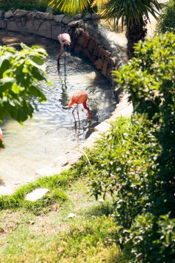 Bir çeşme güzel bir bahçe içinde iki pembe flamingolar