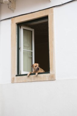 Üzgün köpek pencereden dışarı bakıyor