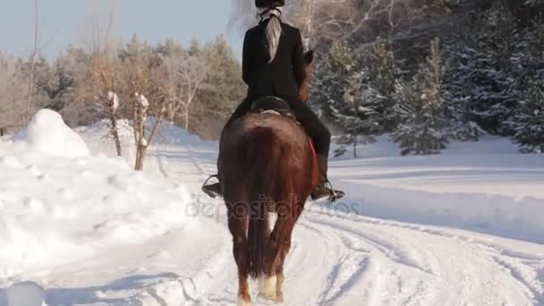 Young beautiful girl jockey riding a horse in winter forest — Stock Video