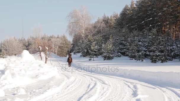 Young beautiful girl jockey riding a horse in winter forest — Stock Video