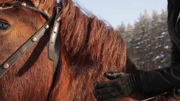 Jockey fiatal gyönyörű lány és a ló téli erdőben — Stock videók