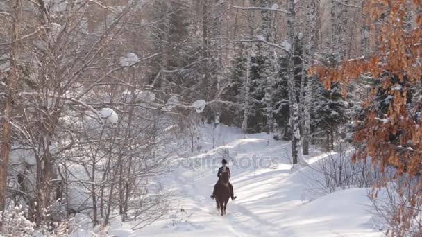 Young beautiful girl jockey riding a horse in winter forest — Stock Video