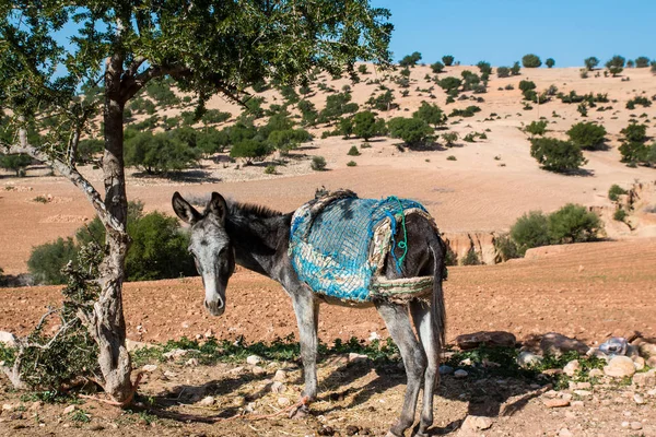 Osioł na wzgórzach Maroka w pobliżu pustyni Sahara — Zdjęcie stockowe