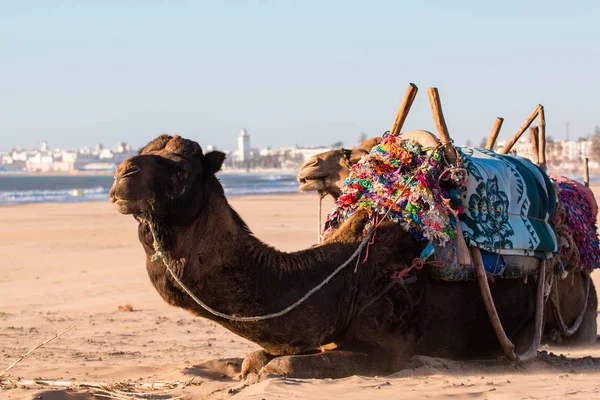 Wielbłąda na plaży, w pobliżu oceanu Essaouira — Zdjęcie stockowe