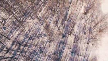Güneşli bir günde Başkurdistan, Rusya Ural Dağları ormanda bahar