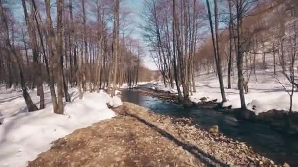 Bosque de primavera en Bashkortostán Rusia — Vídeos de Stock