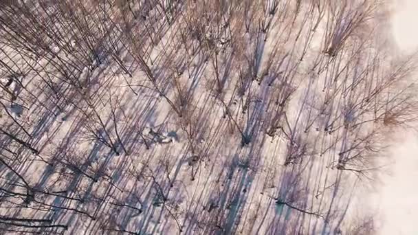 Jarní Les v pohoří Ural za slunečného dne Baškortostánu, Rusko — Stock video
